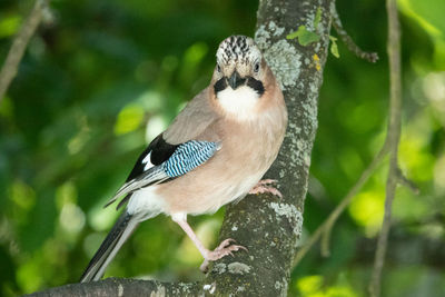 Low angle view of a bird perching on branch