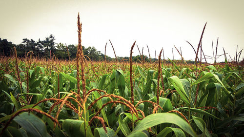 Scenic view of field against clear sky