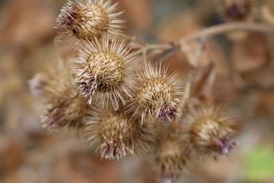 Close-up of flowers