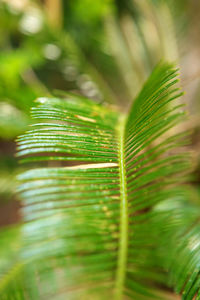 Close-up of fern leaves