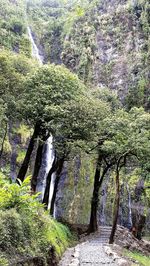 View of rock formation in forest