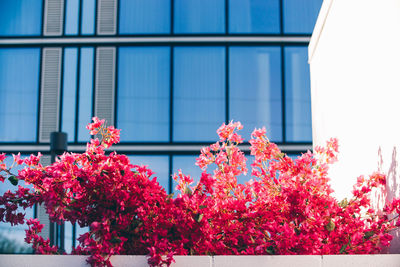 Low angle view of tree against building