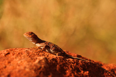 Close-up of a lizard on rock