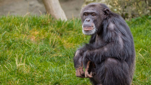 Monkey sitting on grass