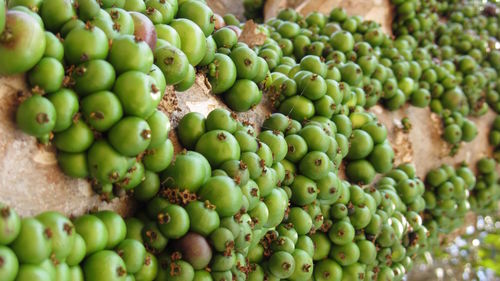 Close-up of grapes