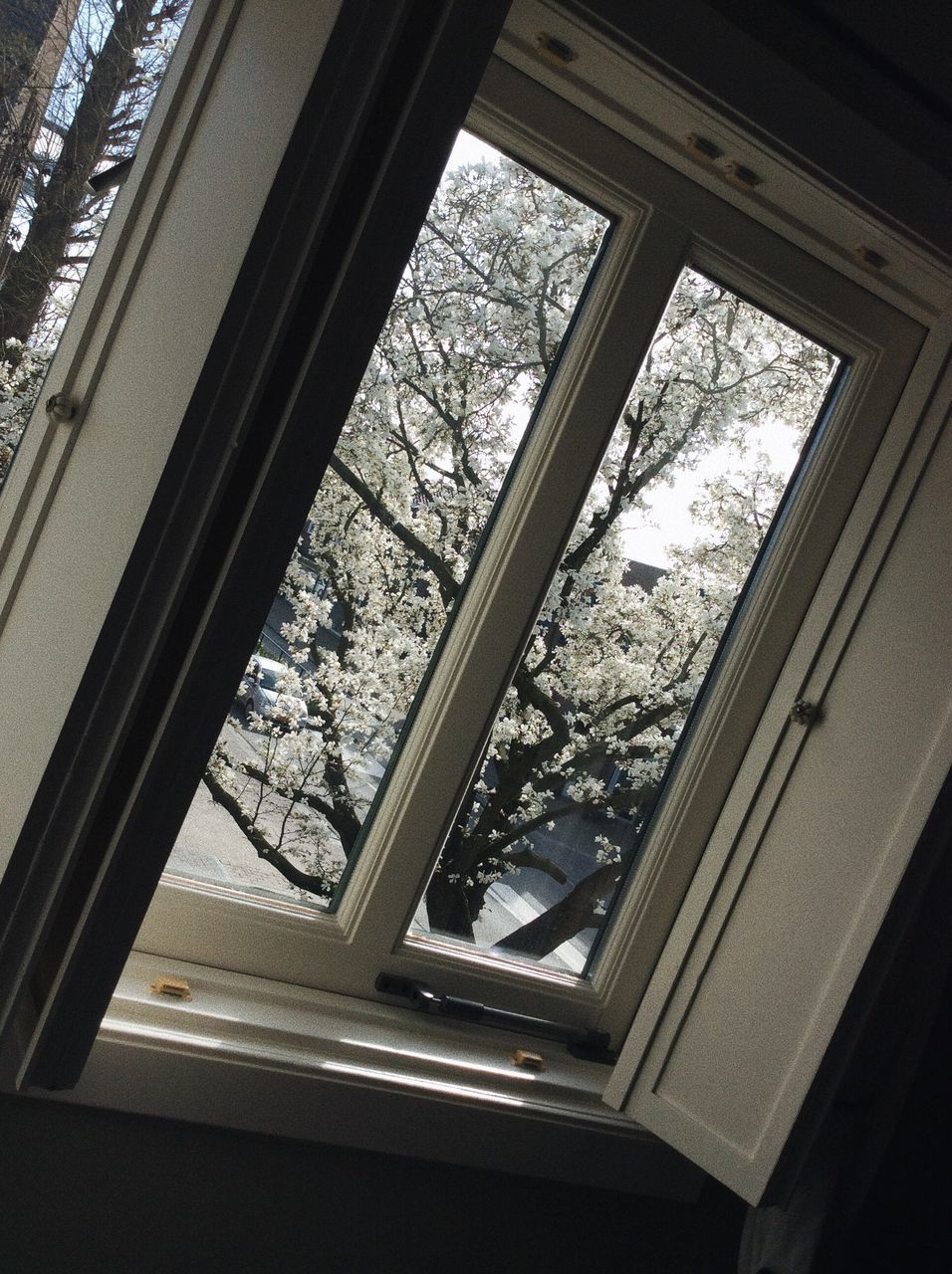 window, pattern, indoors, day, no people, low angle view, built structure, tree, close-up