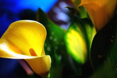 Close-up of yellow tulip