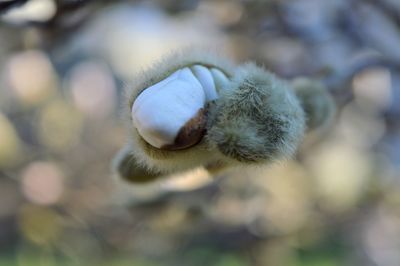 Close-up of white flower on plant