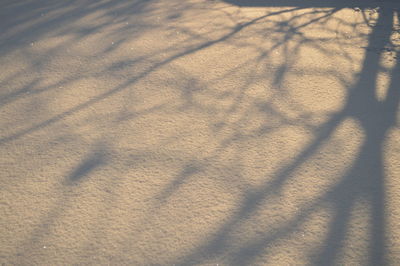 Shadow of tree on sand at beach during winter
