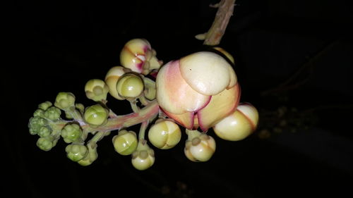 Close-up of fruits hanging on tree