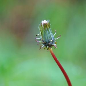 Close-up of plants growing on land