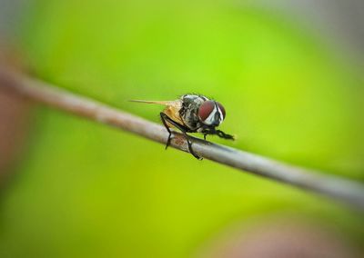 Close-up of insect on leaf