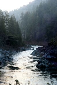 River flowing through forest