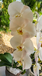 Close-up of white orchid