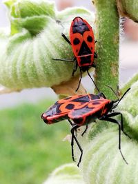 Close-up of ladybug on plant