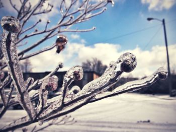 Bare trees against sky