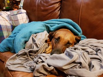 Close-up of dog relaxing on bed