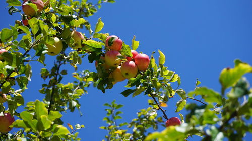Apple tree, autumn