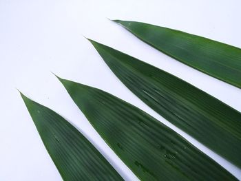 Low angle view of leaves against white background