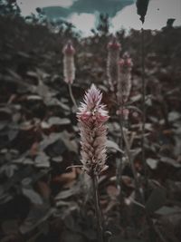 Close-up of flowering plant on field