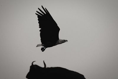 Low angle view of a bird flying