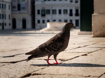 Bird on a footpath