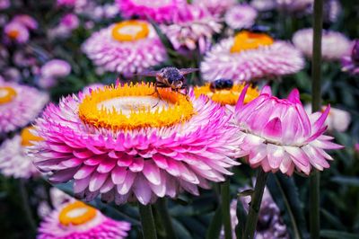 Close-up of honey bee pollinating on pink flower