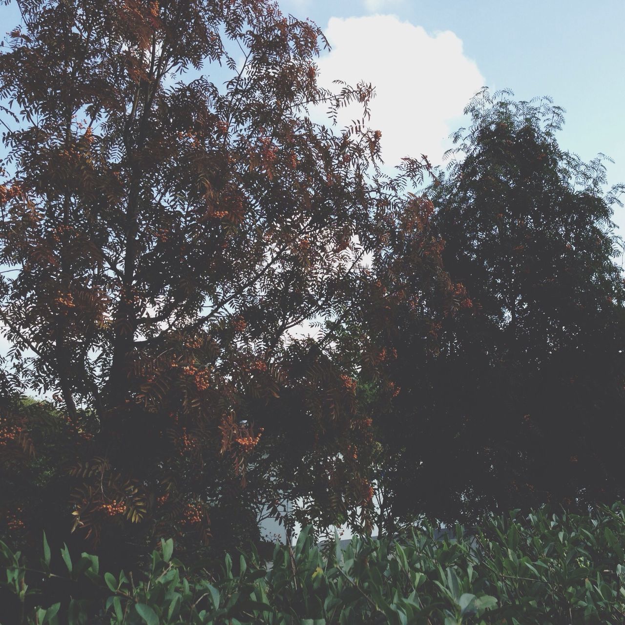 tree, growth, sky, tranquility, low angle view, nature, beauty in nature, tranquil scene, green color, branch, plant, scenics, day, forest, outdoors, growing, no people, lush foliage, non-urban scene, field