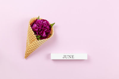 High angle view of pink flower on table against white background