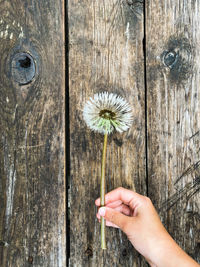 A child holding white dandelion on the wooden background