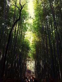 Bamboo trees in forest