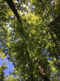 Low angle view of tree against sky