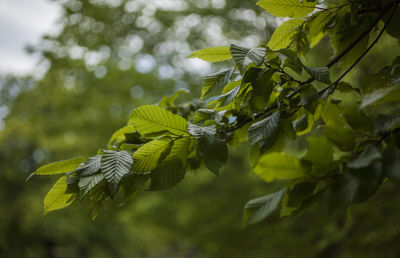 Low angle view of leaves on tree