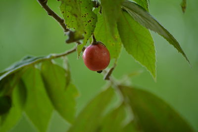 Close-up of red berries growing on tree