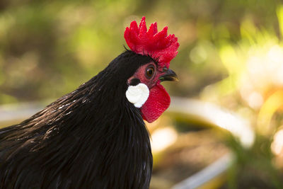 Close-up of a bird