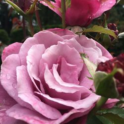 Close-up of pink rose