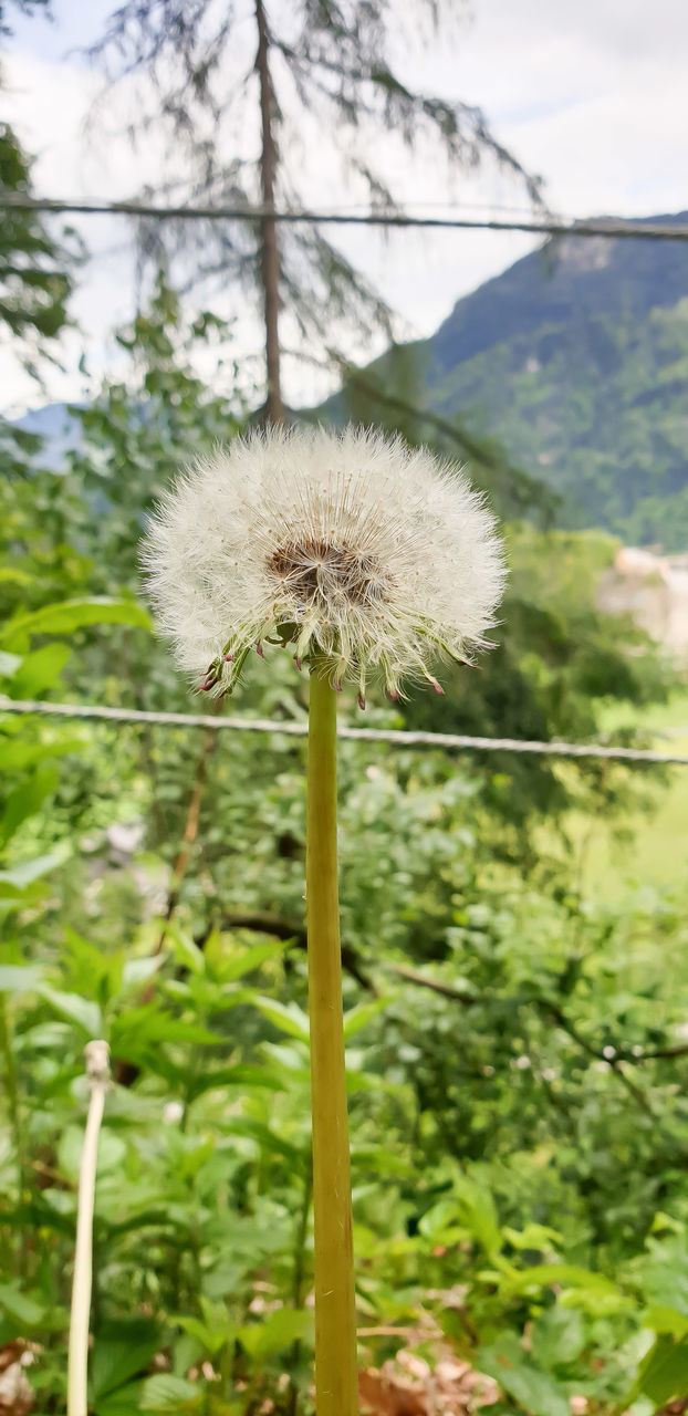 CLOSE-UP OF DANDELION FLOWER