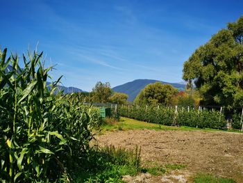 Scenic view of agricultural field against sky