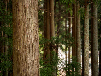 Pine trees in forest