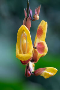 Close up of a mysore trumpetvine  flower in bloom