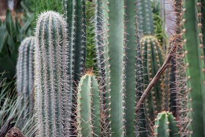 Full frame shot of cactus