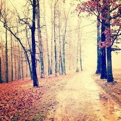 Road passing through forest