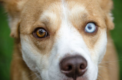 Close-up portrait of dog