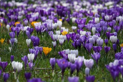 Close-up of purple crocus flowers on field