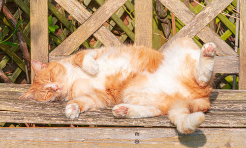 Cat resting relaxing and sleeping on a wood bench in sunshine