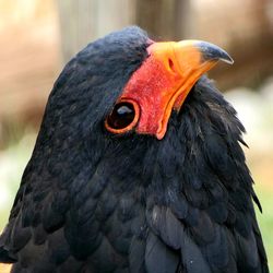 Close-up of a bird