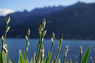 Close-up of plants against lake