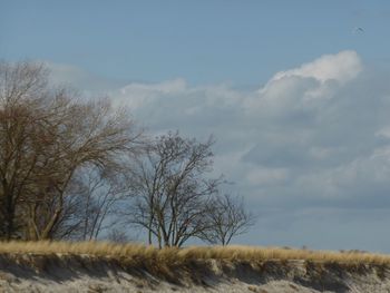 Bare trees on field against sky