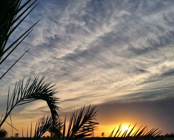Low angle view of silhouette palm trees against sunset sky