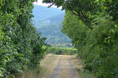 Footpath amidst trees and plants